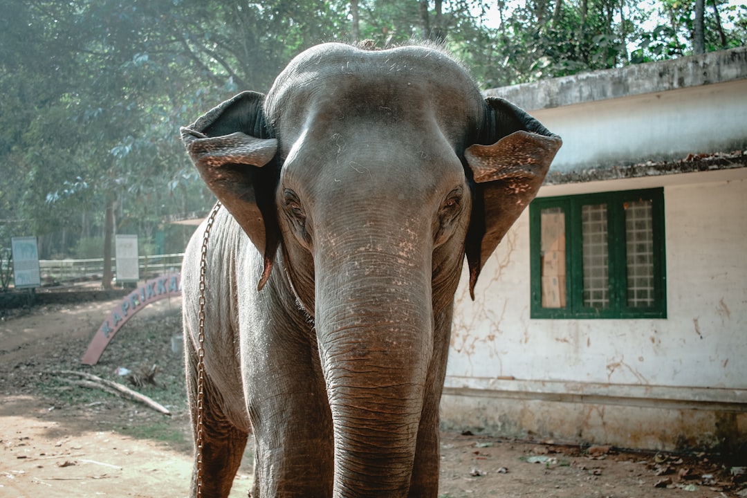 gray elephant near white house