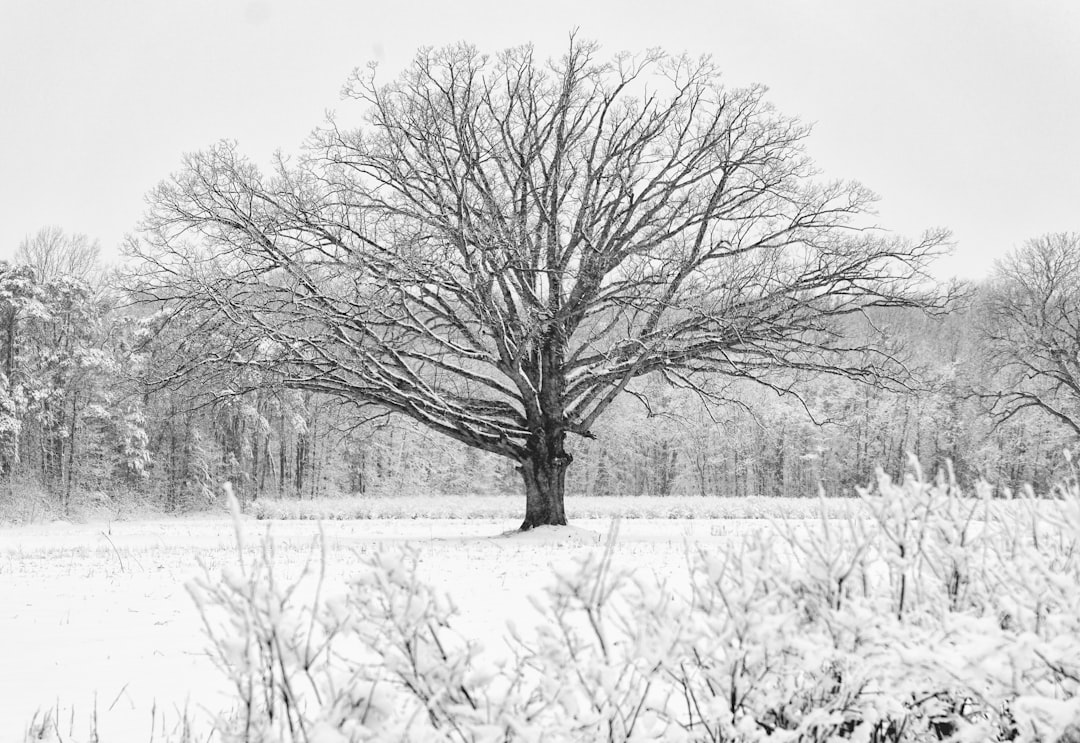 snow covered bare tree during daytime