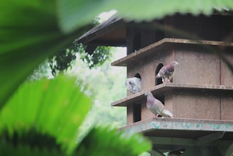 A wooden birdhouse with multiple levels is occupied by several pigeons, situated outdoors among lush green foliage. The background features blurred leaves, indicating a natural, leafy environment. The pigeons appear to be resting or observing their surroundings from the birdhouse.