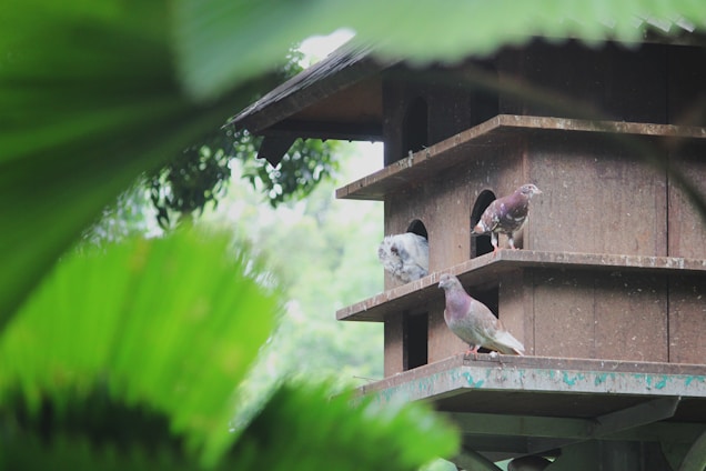 A wooden birdhouse with multiple levels is occupied by several pigeons, situated outdoors among lush green foliage. The background features blurred leaves, indicating a natural, leafy environment. The pigeons appear to be resting or observing their surroundings from the birdhouse.
