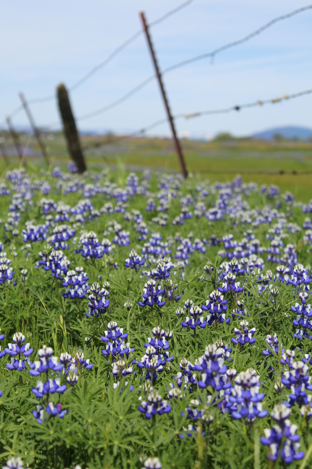 purple-petaled flowers