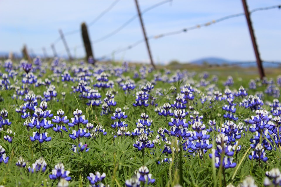 Blue Lupines growing by a fence