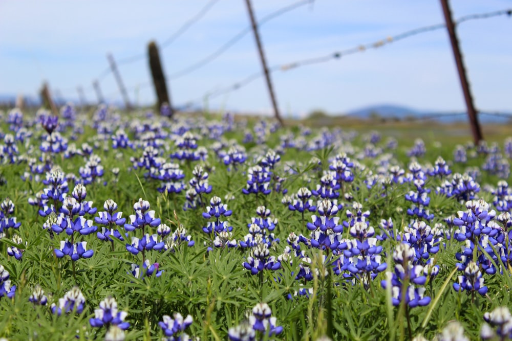 blue flowers in bloom