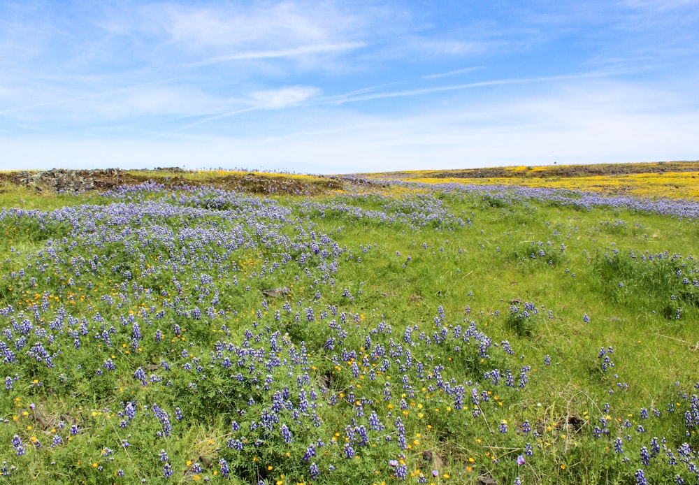 green-grass field