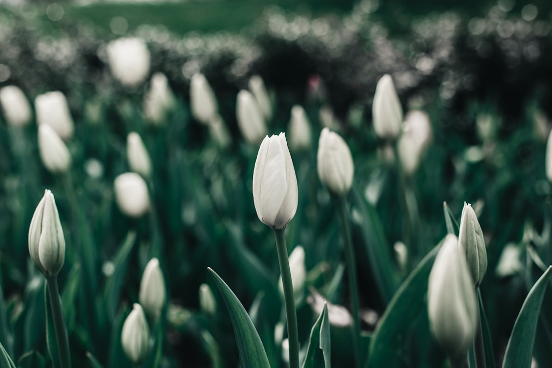 white tulip field about to bloom
