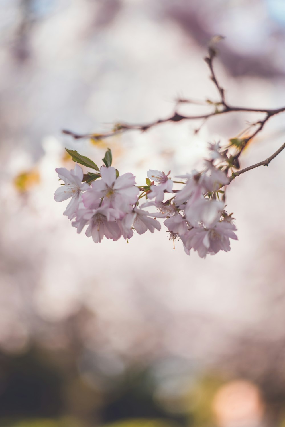 tilt shift photo of flowering tree