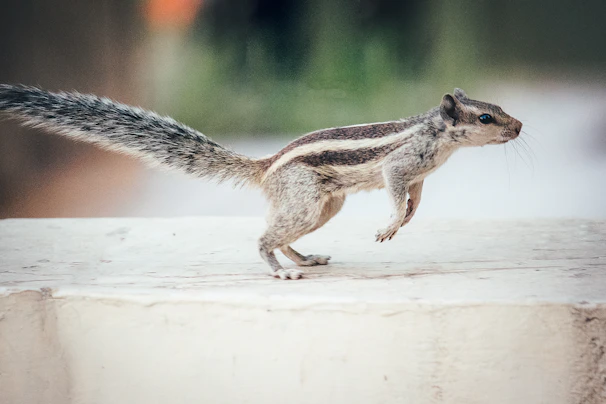 A wonky physics moment where the squirrel spins wildly after hitting a springy mushroom.