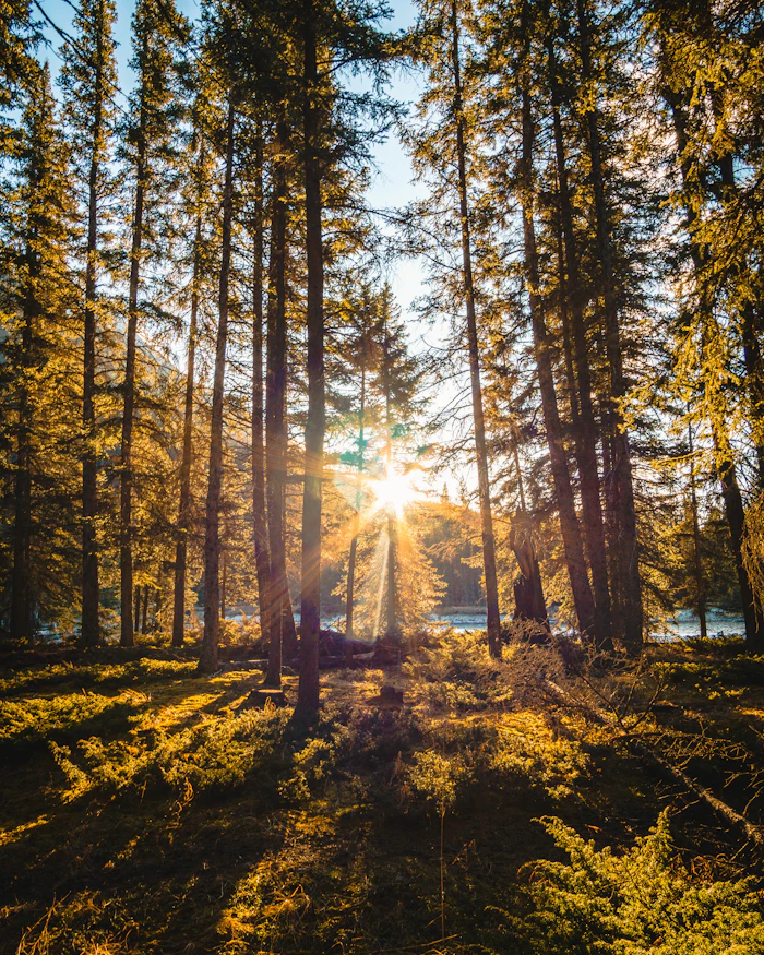 Sun rays shining through a pine forest