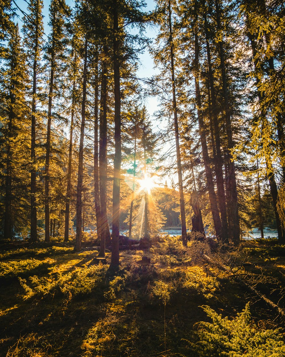 sun ray piercing through pine forest during day time