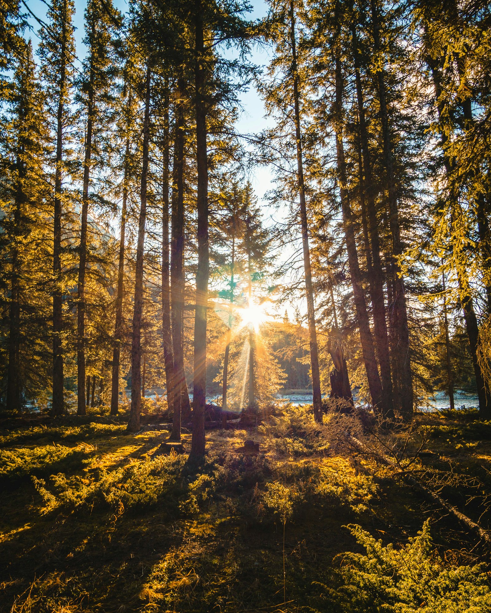 Sonnenlicht f&auml;llt durch einen ruhigen Wald bei Kirchschlag