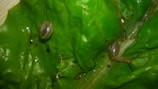 Two small snails with brown, spiraled shells are crawling on a large, vibrant green leaf. The surface of the leaf is glossy, with visible texture and veins. The snails appear to be exploring and are positioned apart from each other. The lighting highlights the contours of the leaf and shells.