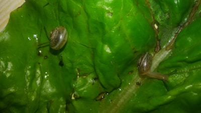 Two small snails with brown, spiraled shells are crawling on a large, vibrant green leaf. The surface of the leaf is glossy, with visible texture and veins. The snails appear to be exploring and are positioned apart from each other. The lighting highlights the contours of the leaf and shells.