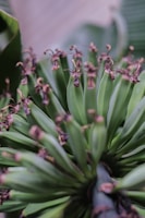 A cluster of green bananas growing on a stalk. The bananas have brown, dried flower remnants at their tips. They are set against blurry green leaves in the background, suggesting a natural and organic environment.
