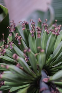 A cluster of green bananas growing on a stalk. The bananas have brown, dried flower remnants at their tips. They are set against blurry green leaves in the background, suggesting a natural and organic environment.