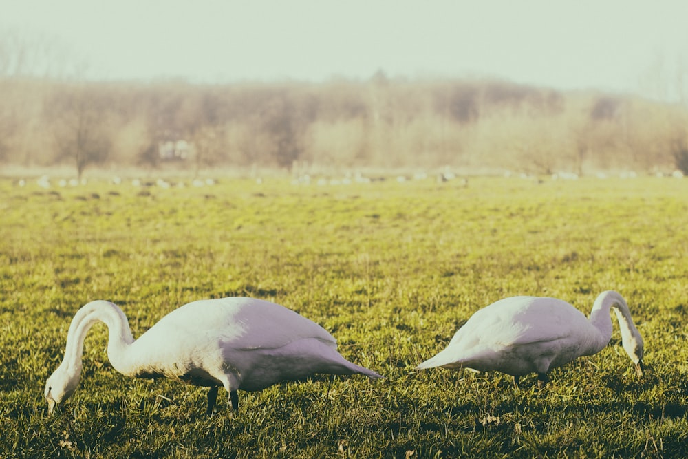 two white geese on green field