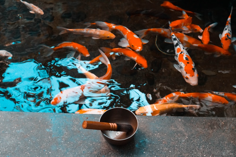 koi fishes in pond
