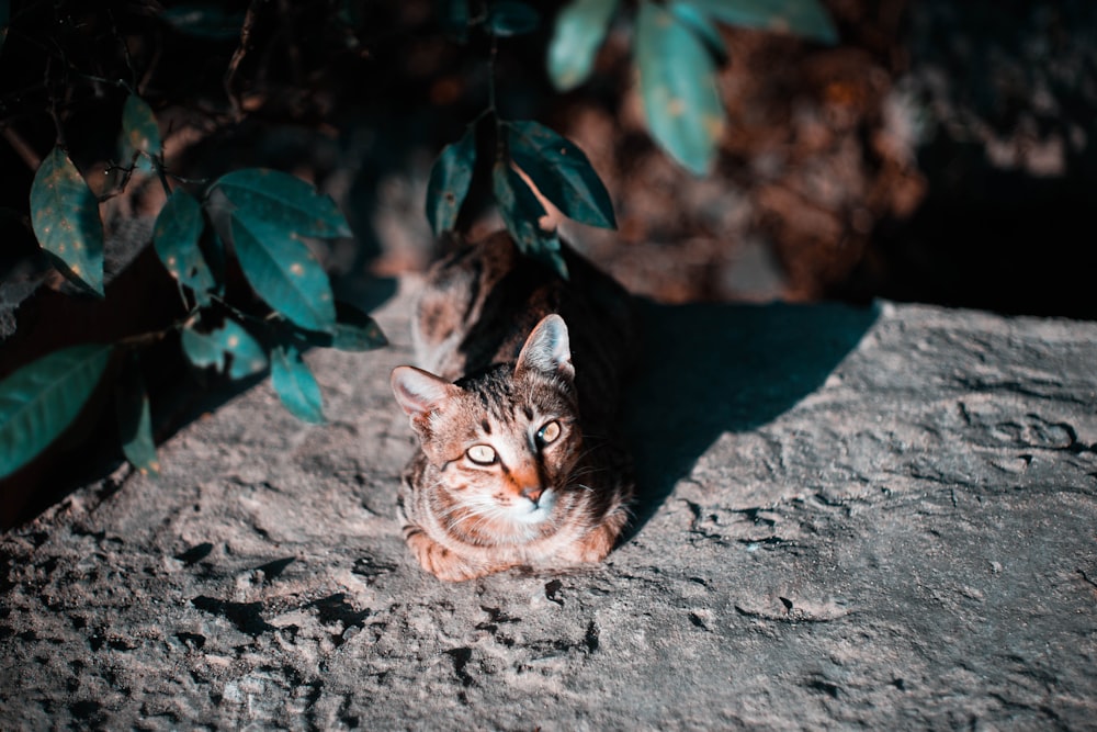 black tabby cat on gray surface