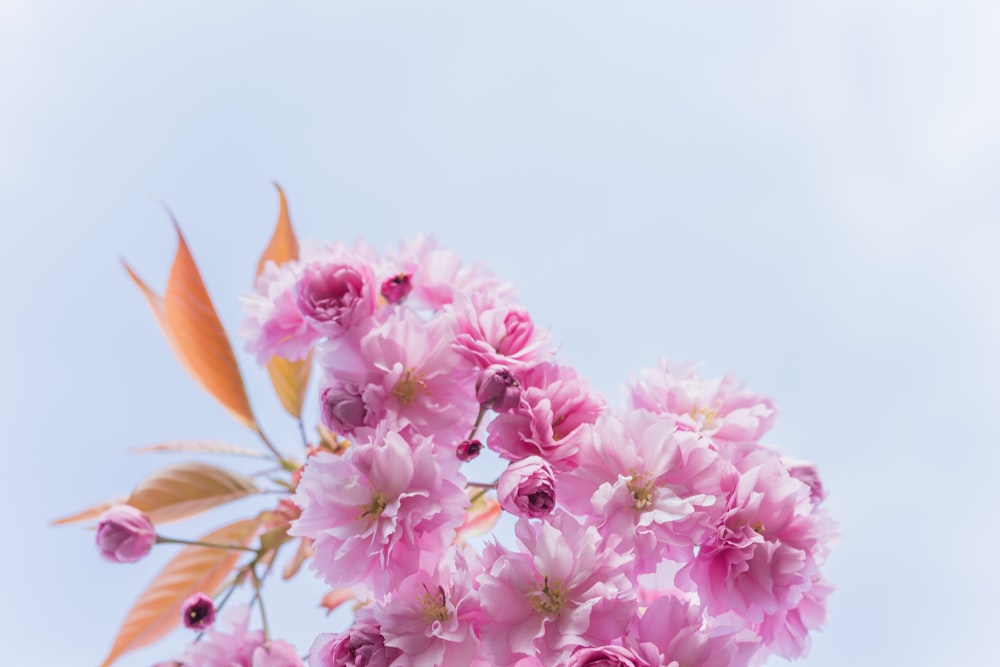 pink-petaled flowers