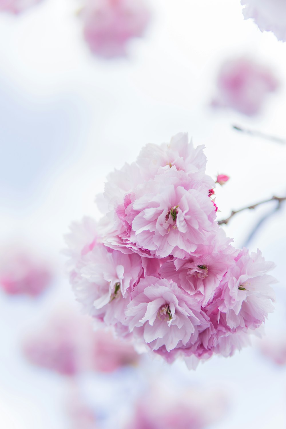 view of pink cherry blossoms