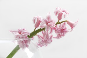 Standing Flower Premium
