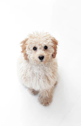 beige coated dog
