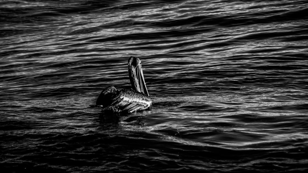 grayscale photography of pelican on rippling water