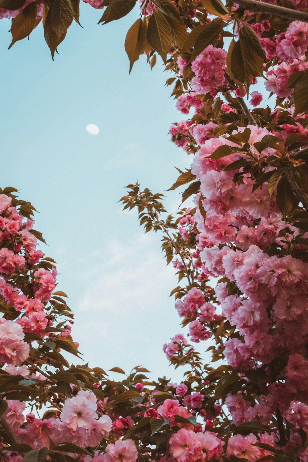 pink petaled flowers