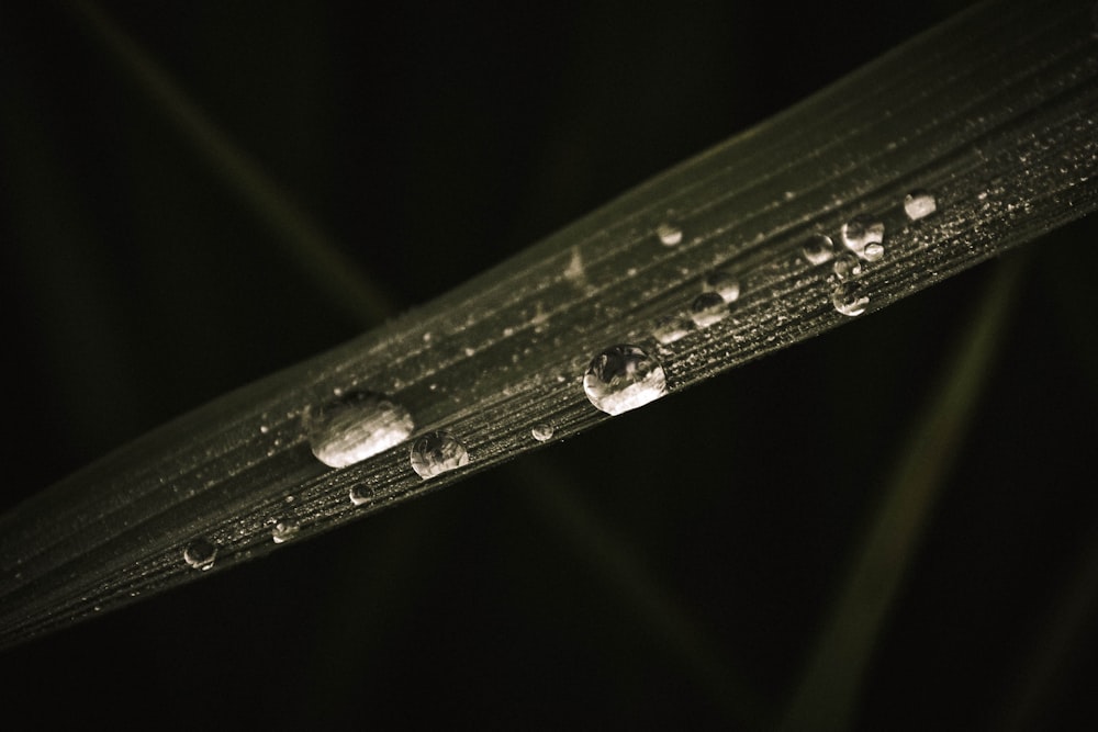 gotas de orvalho de água