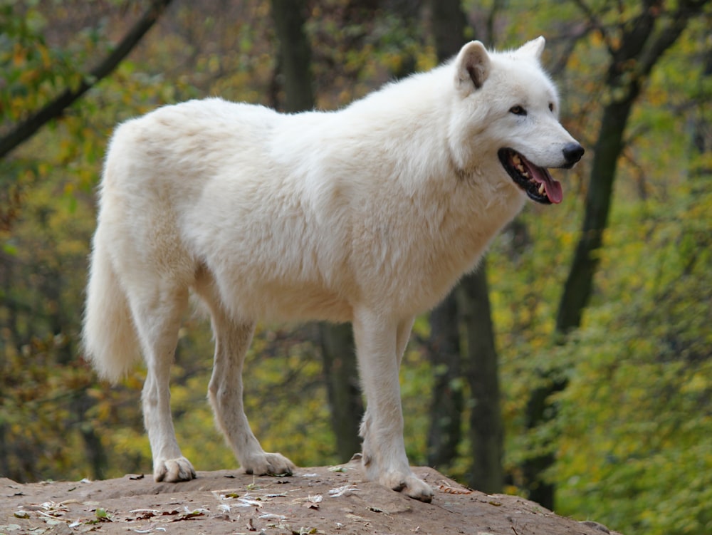 Weißer Hund, der tagsüber auf einem Felsen steht