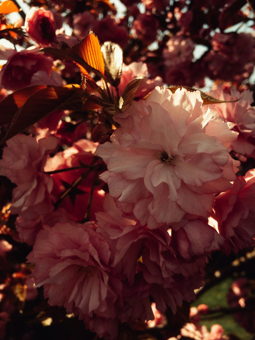 closeup photo of pink petaled flowers