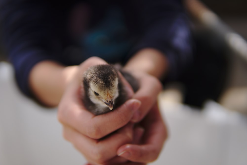 person holding black and yellow chick
