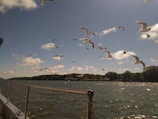 A flock of seagulls flying over a body of water with a boat railing in the foreground. The sky is clear with a few clouds, and a distant shore with trees is visible in the background.