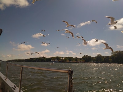 A flock of seagulls flying over a body of water with a boat railing in the foreground. The sky is clear with a few clouds, and a distant shore with trees is visible in the background.