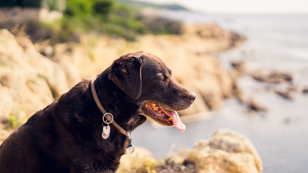 short-coated black dog on beige rock formation