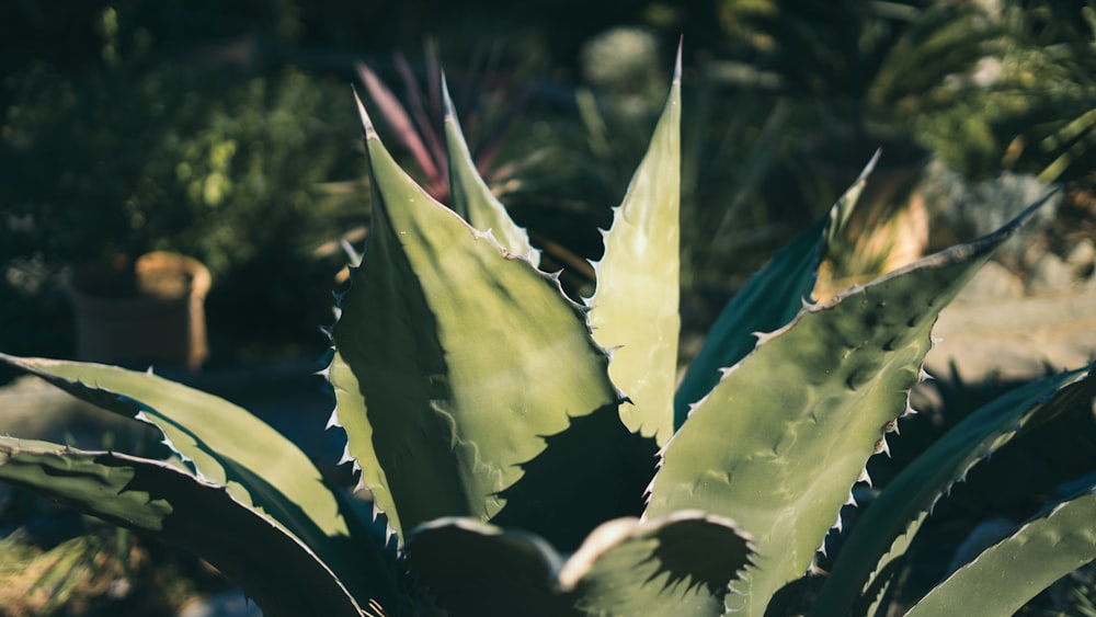 green spiky plant