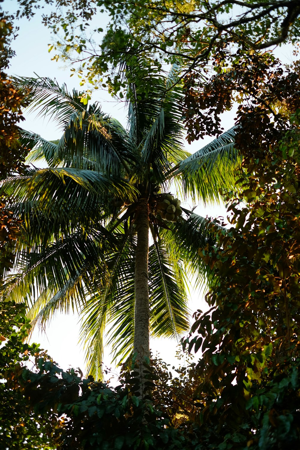 green coconut tree during daytime