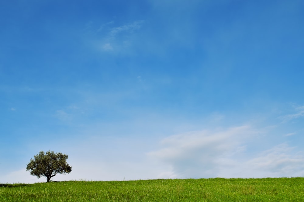 Kleiner Baum