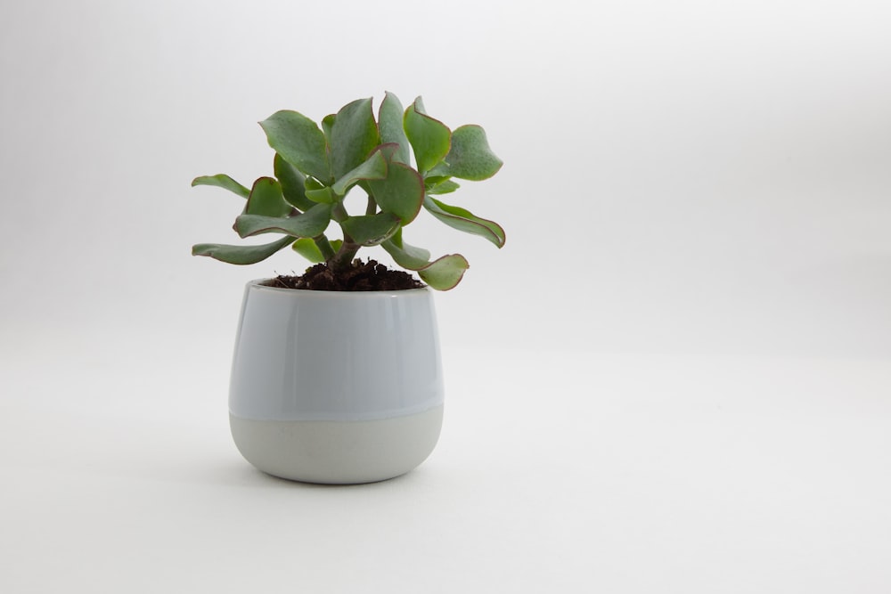 green leaf plant in white ceramic pot