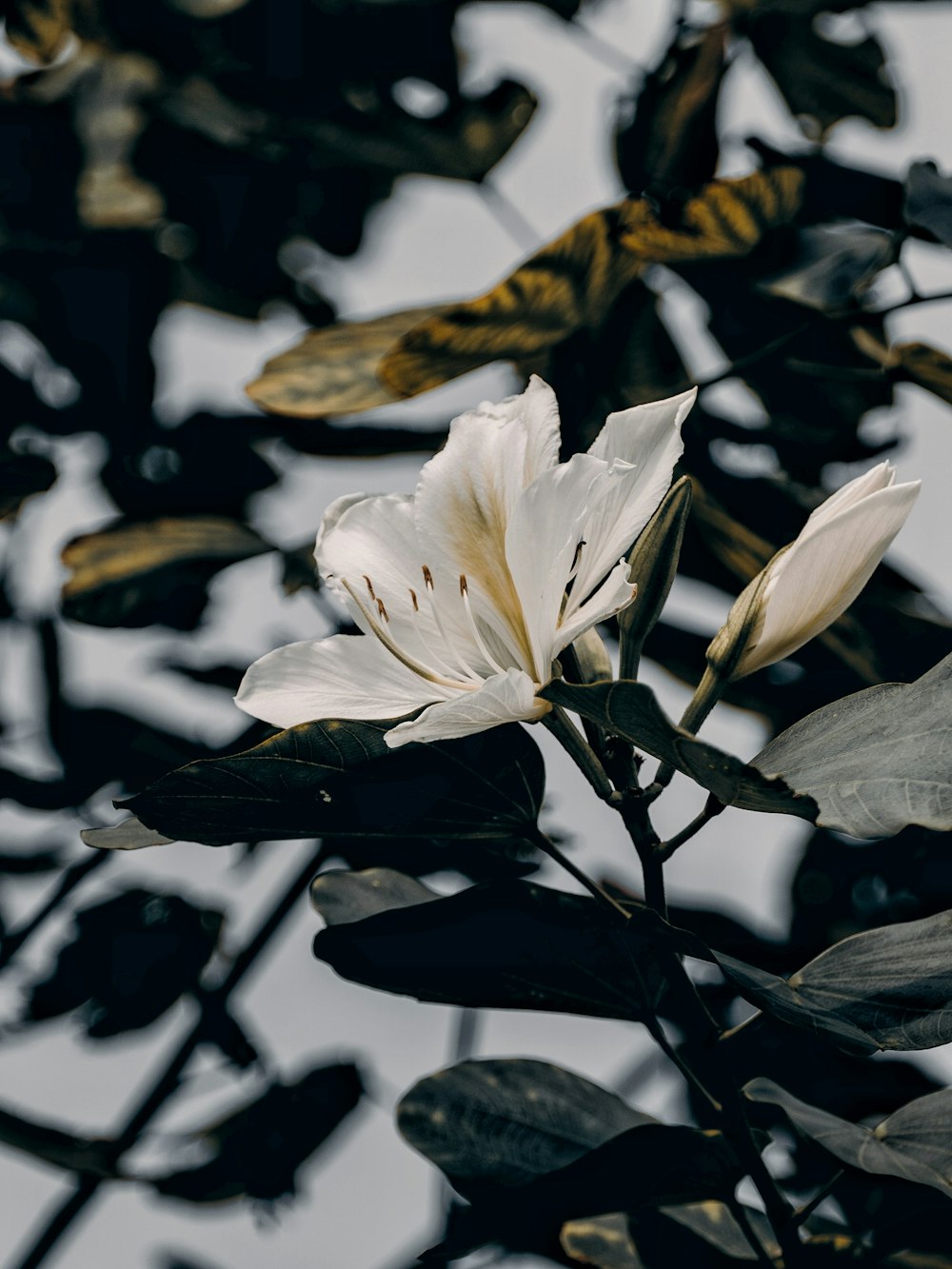 white petaled flower