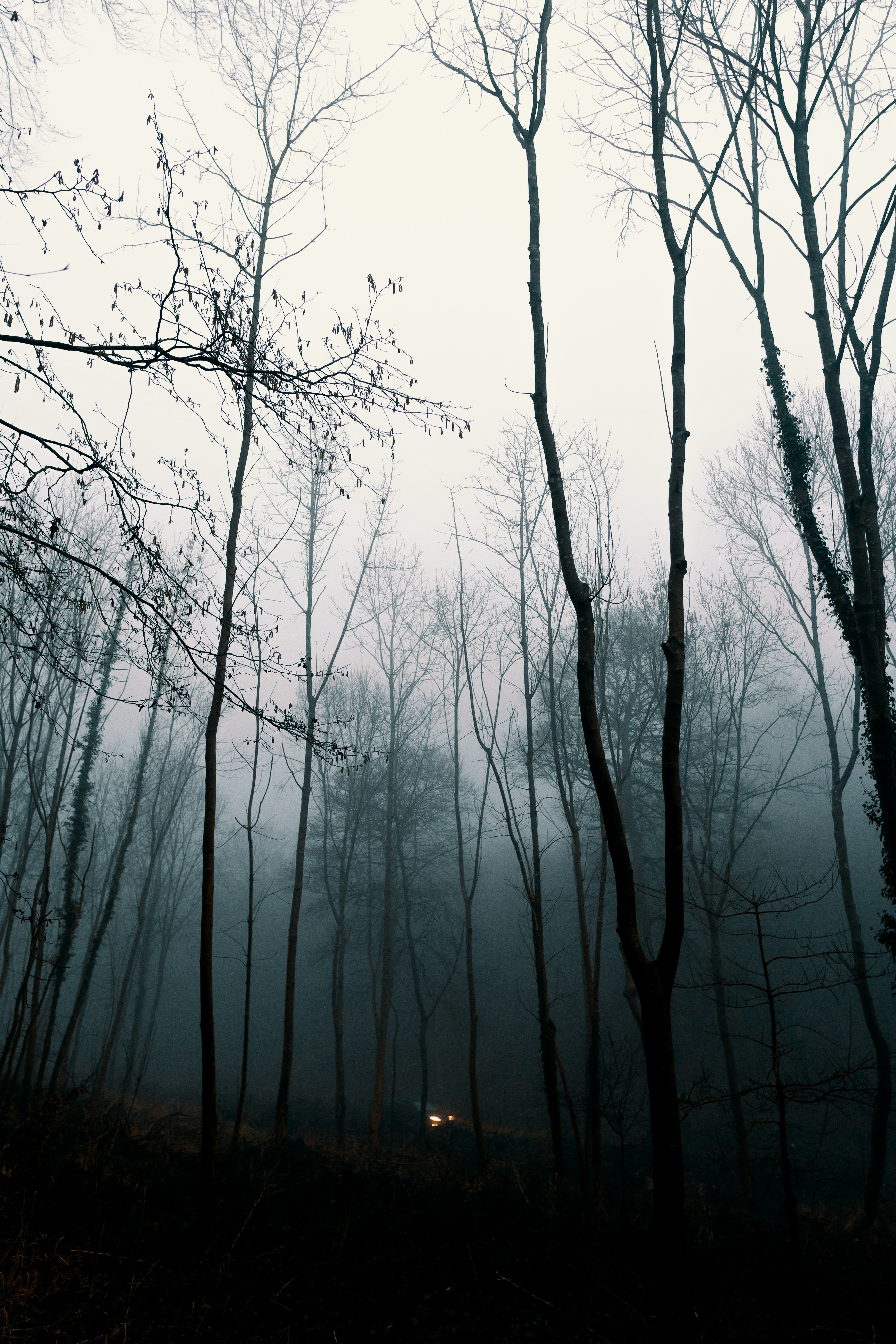 low angle photography of bare trees