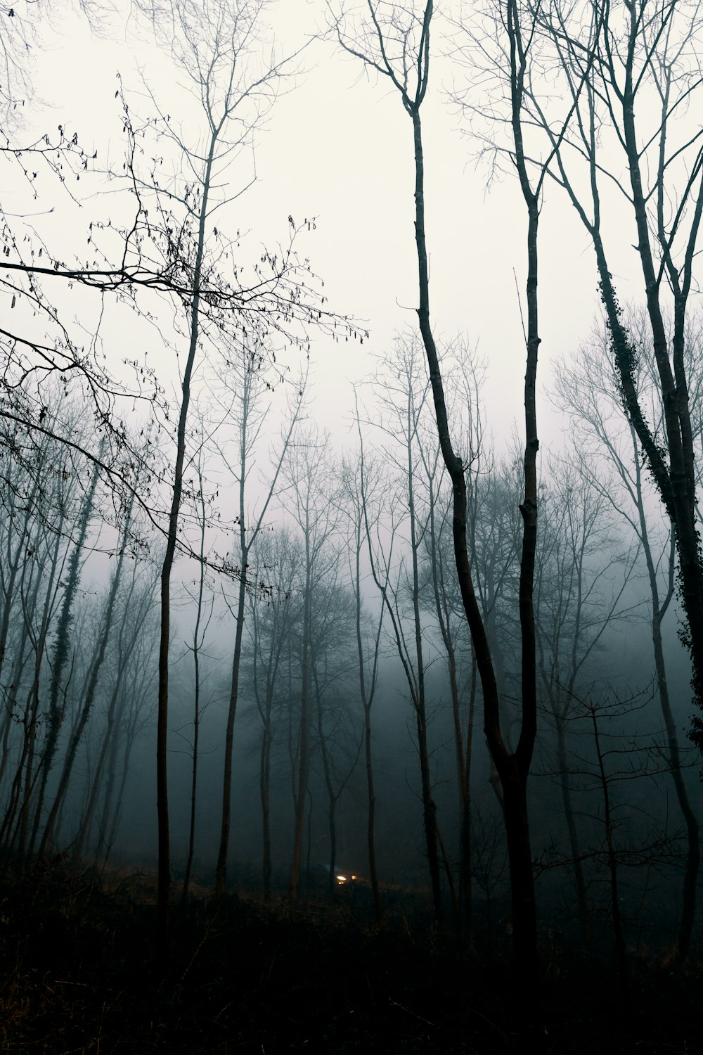 벌거벗은 나무의 로우 앵글 사진