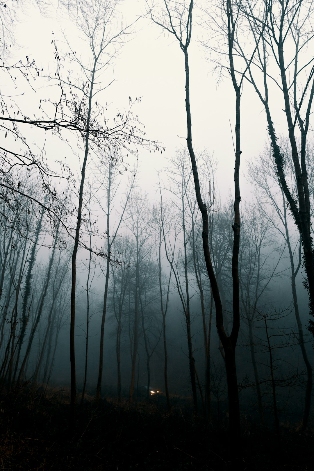 low angle photography of bare trees