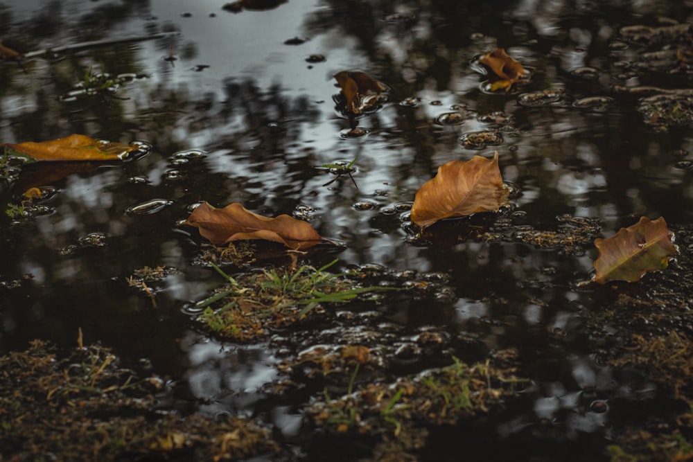 dried leaves floating on water