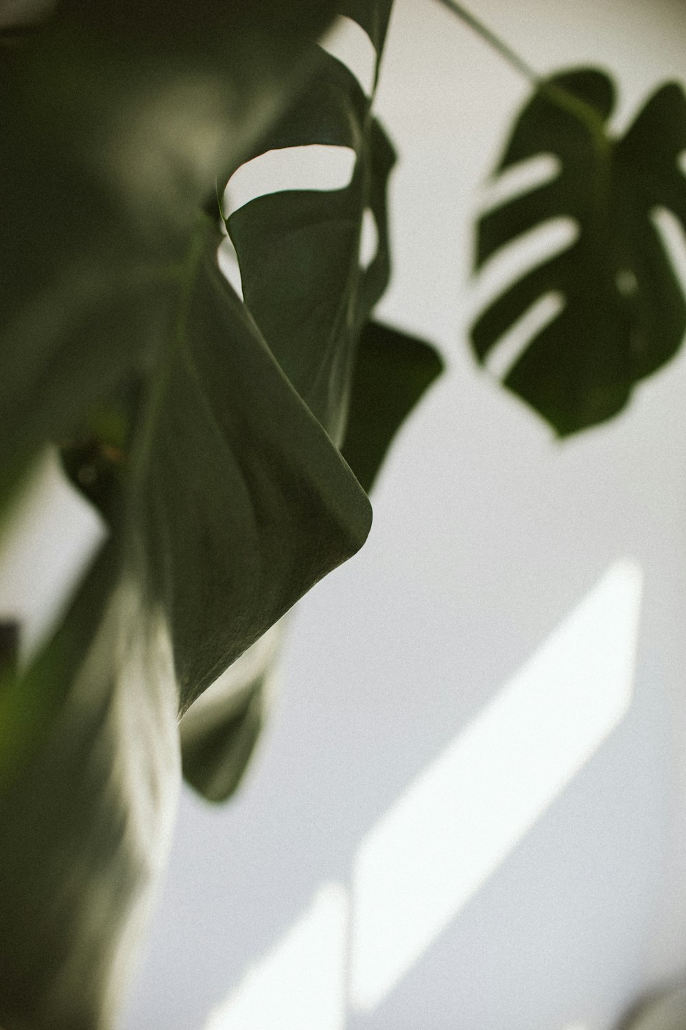 a close up of a plant with a white wall in the background