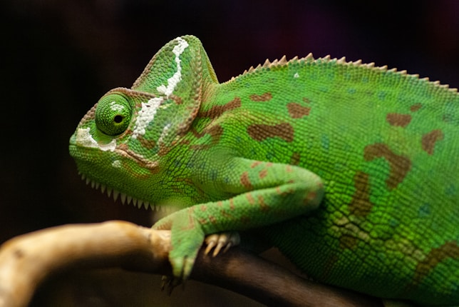 A close-up of a vibrant green chameleon perched on a branch, with detailed scales and patches of brown across its body. The eye is prominently visible, and the texture of its skin is highlighted. The background is dark, emphasizing the bright colors of the chameleon.