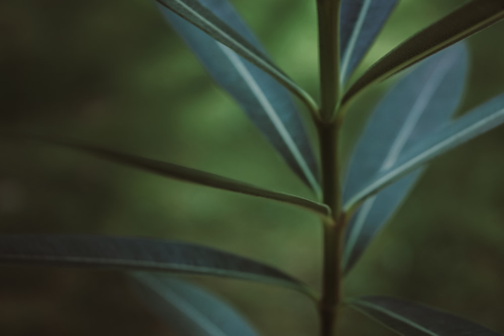 a close up of a plant with a blurry background