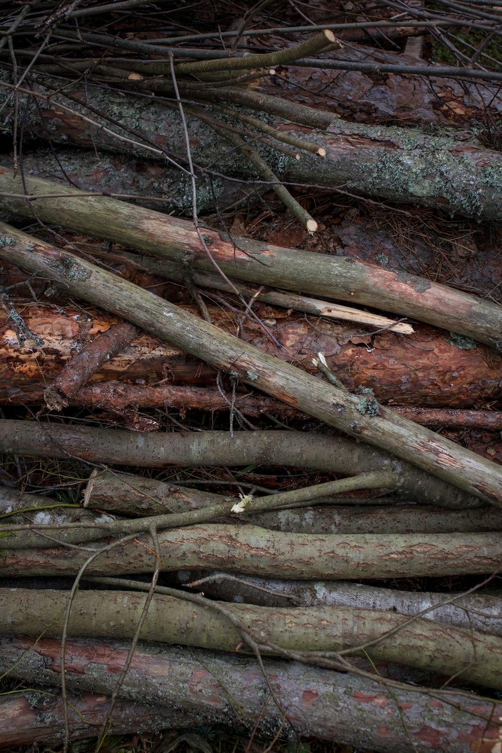 a pile of tree branches laying on the ground