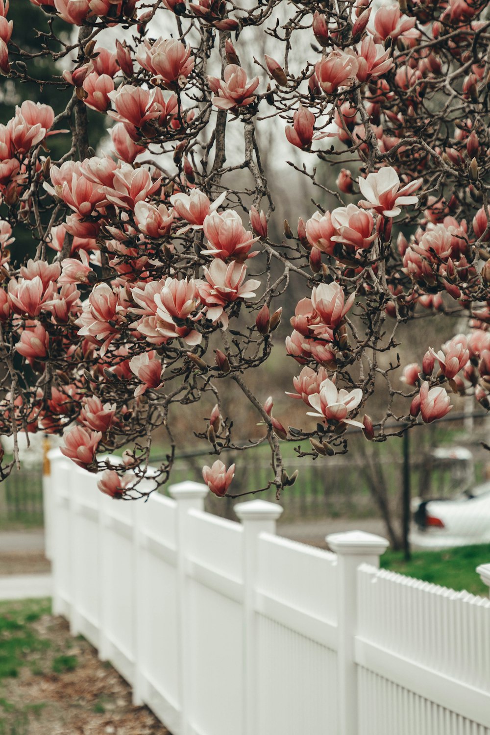 pink flower tree