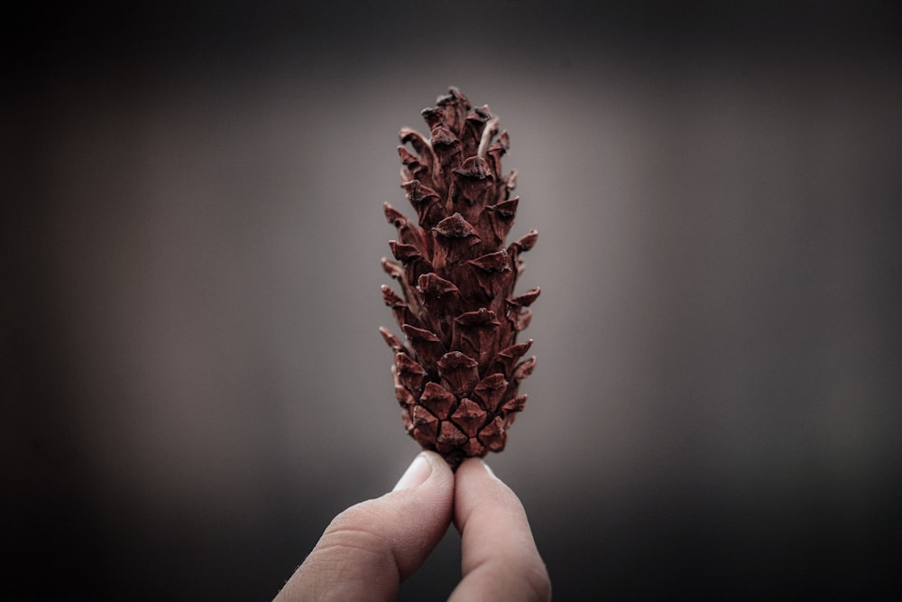 person holding pine cone