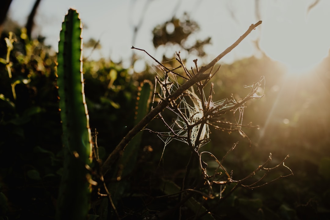 green cactus